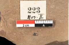 Foto (Detailansicht) von Pinus hepios Unger (NHMW-GEO-2024-0188-0223)